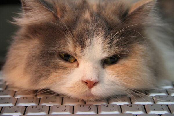 Übersetzen mit CAT-Tools: So funktionieren computergestützte Übersetzungen
